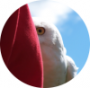 utilisateurs:aliasclotarn.png